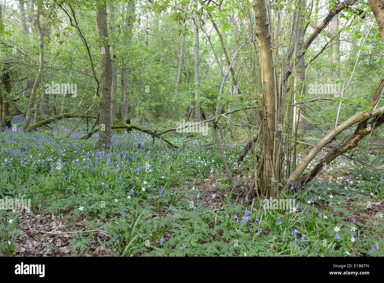 Decoypond Wood  near Steeple Claydon  on the line of the proposed HS2 rail route.  April 24th 2014 Stock Photo