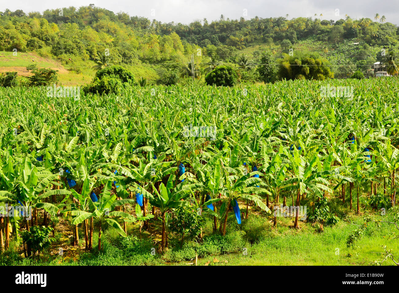 Banana Fields St. Lucia Caribbean Island Cruise Windward Islands Lesser