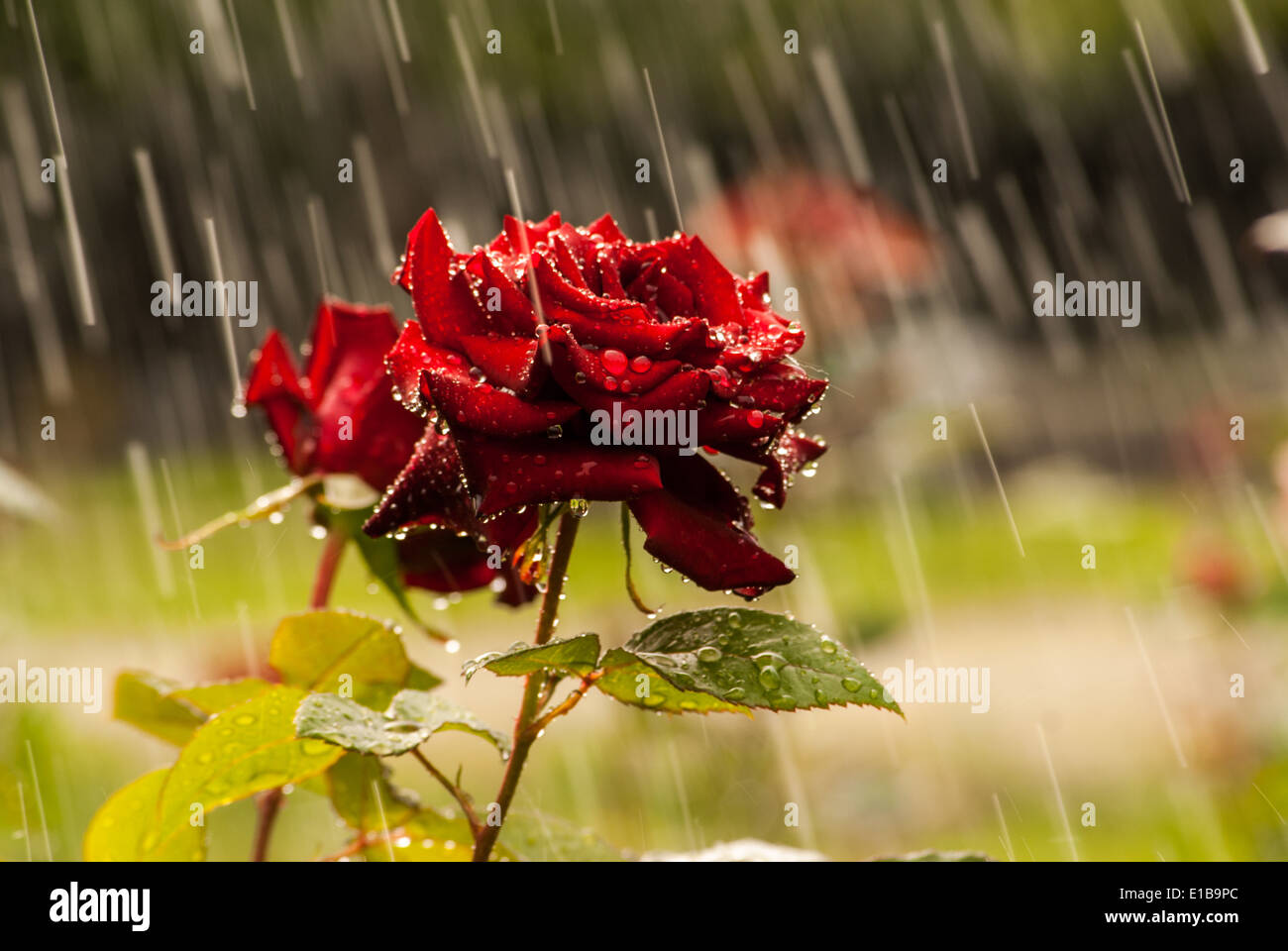 red rose under rain Stock Photo Alamy