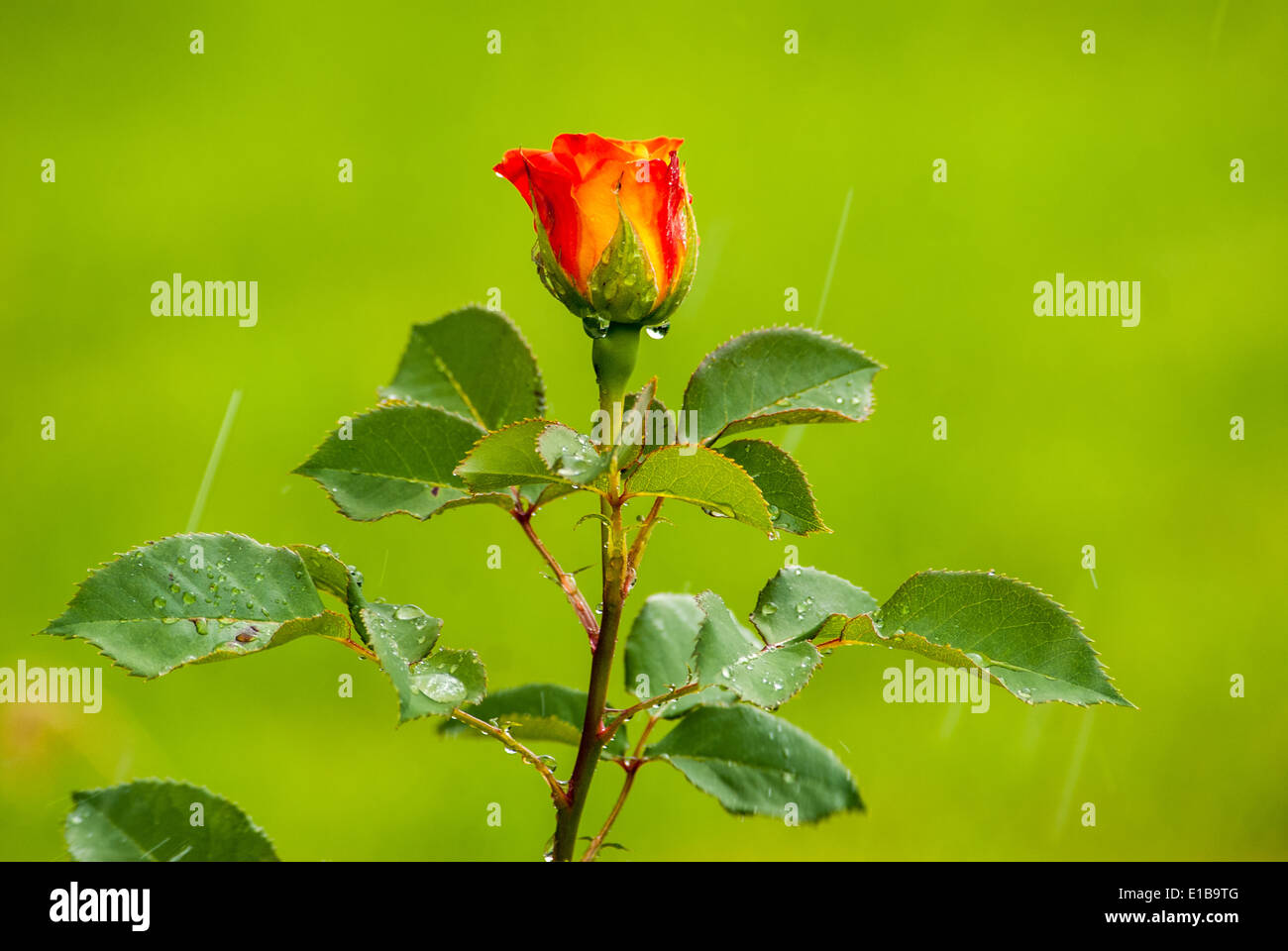 red rose under rain Stock Photo Alamy