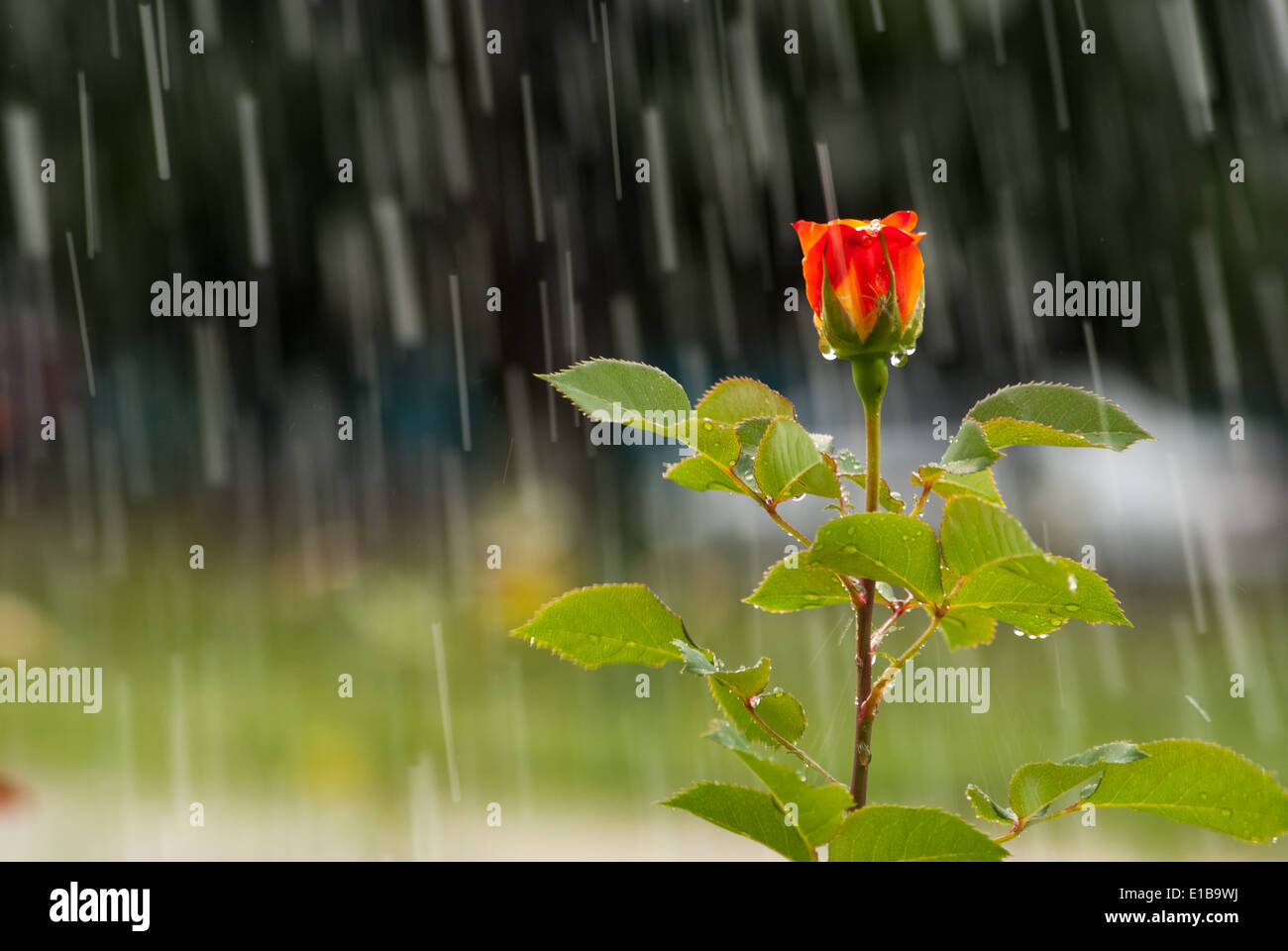 red rose under rain Stock Photo Alamy