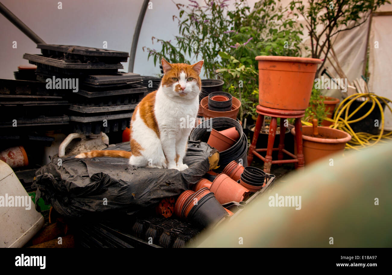 A look behind the scenes of Arundel Castle as they prepare to open to the public after winter. A cat in potting shed. Stock Photo