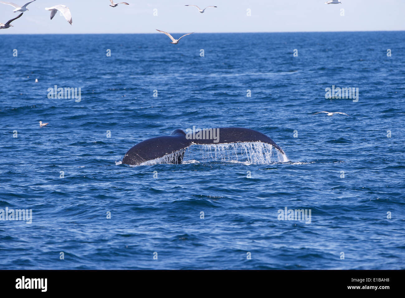 Fluke humpback whale hi-res stock photography and images - Alamy
