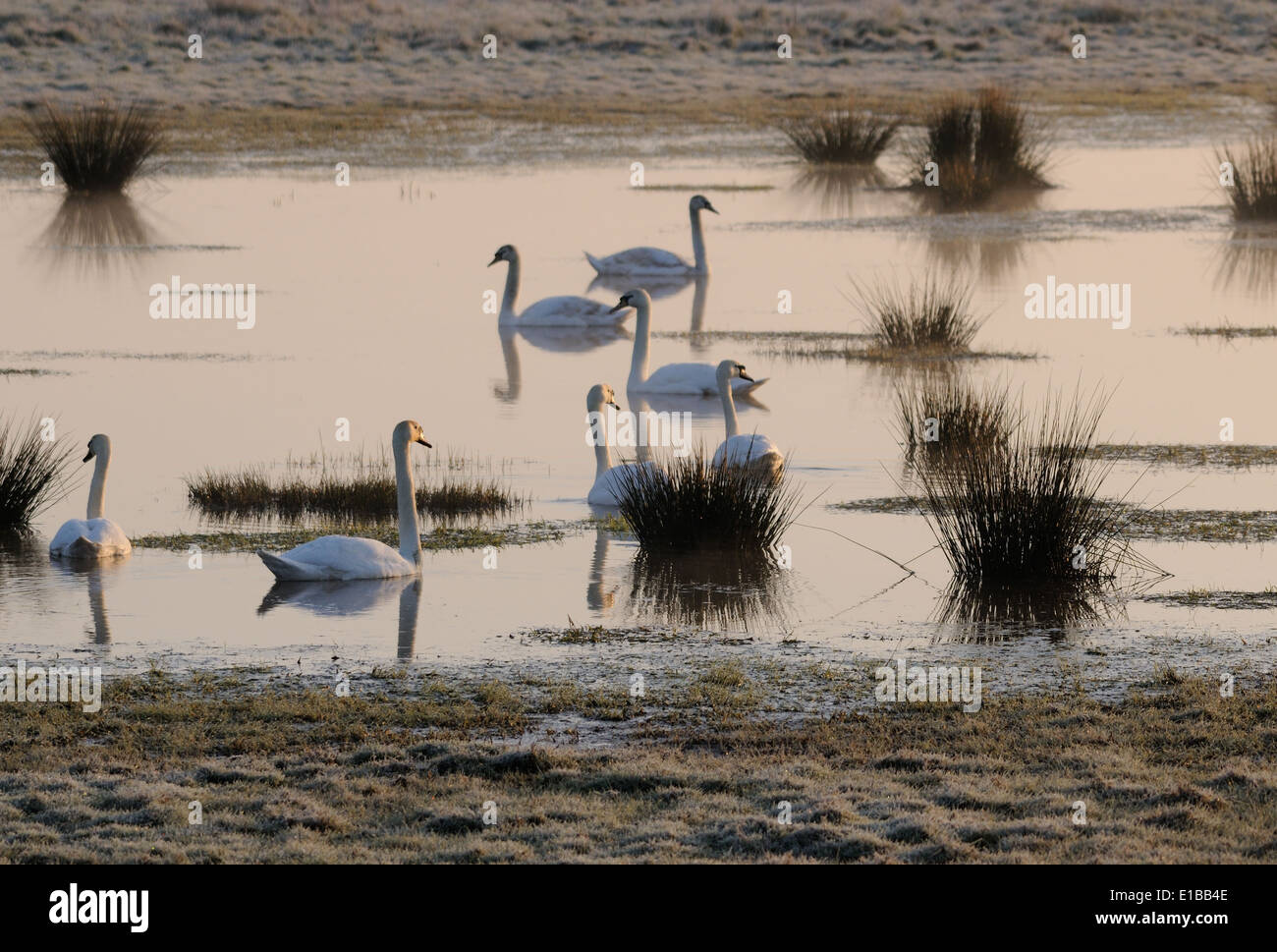 Mute Swans (Cygnus olor) float on a flooded field on a frosty morning. Newenden, Kent, UK. Stock Photo