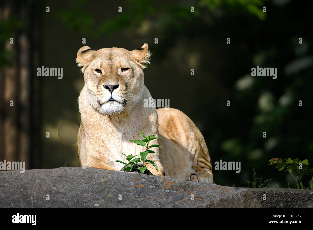 Löwe, Panthera leo, leu, lion, predator, king, animal, animals, weibchen, female, zoo Stock Photo - Alamy Löwe, Panthera leo, leu, lion, predator, king, animal, animals, weibchen, female, zoo Stock Photo - Alamy