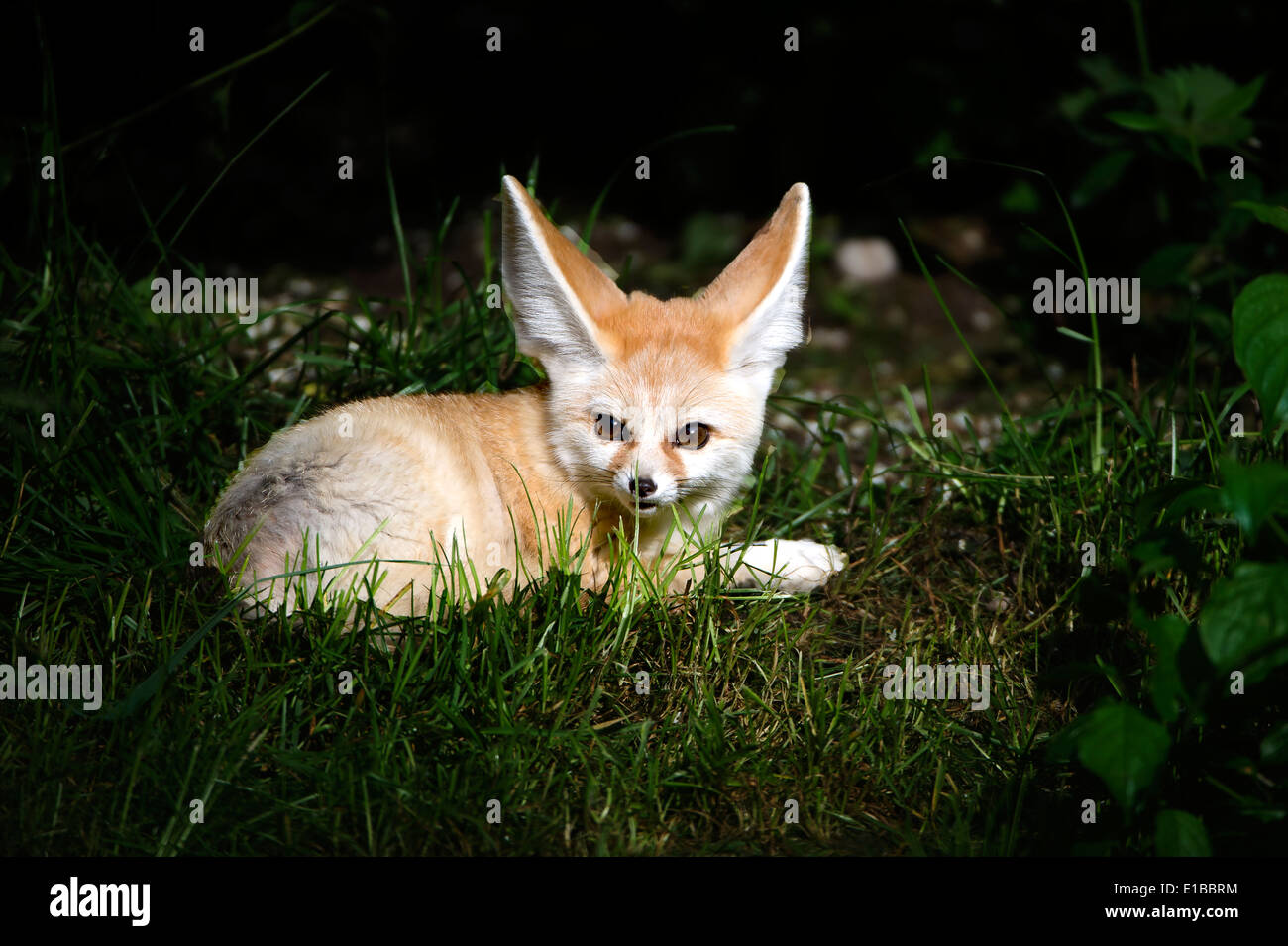 Fennek, Wüstenfuchs , Vulpes zerda, Windhund, fennec fox ,fennec , animal, Stock Photo