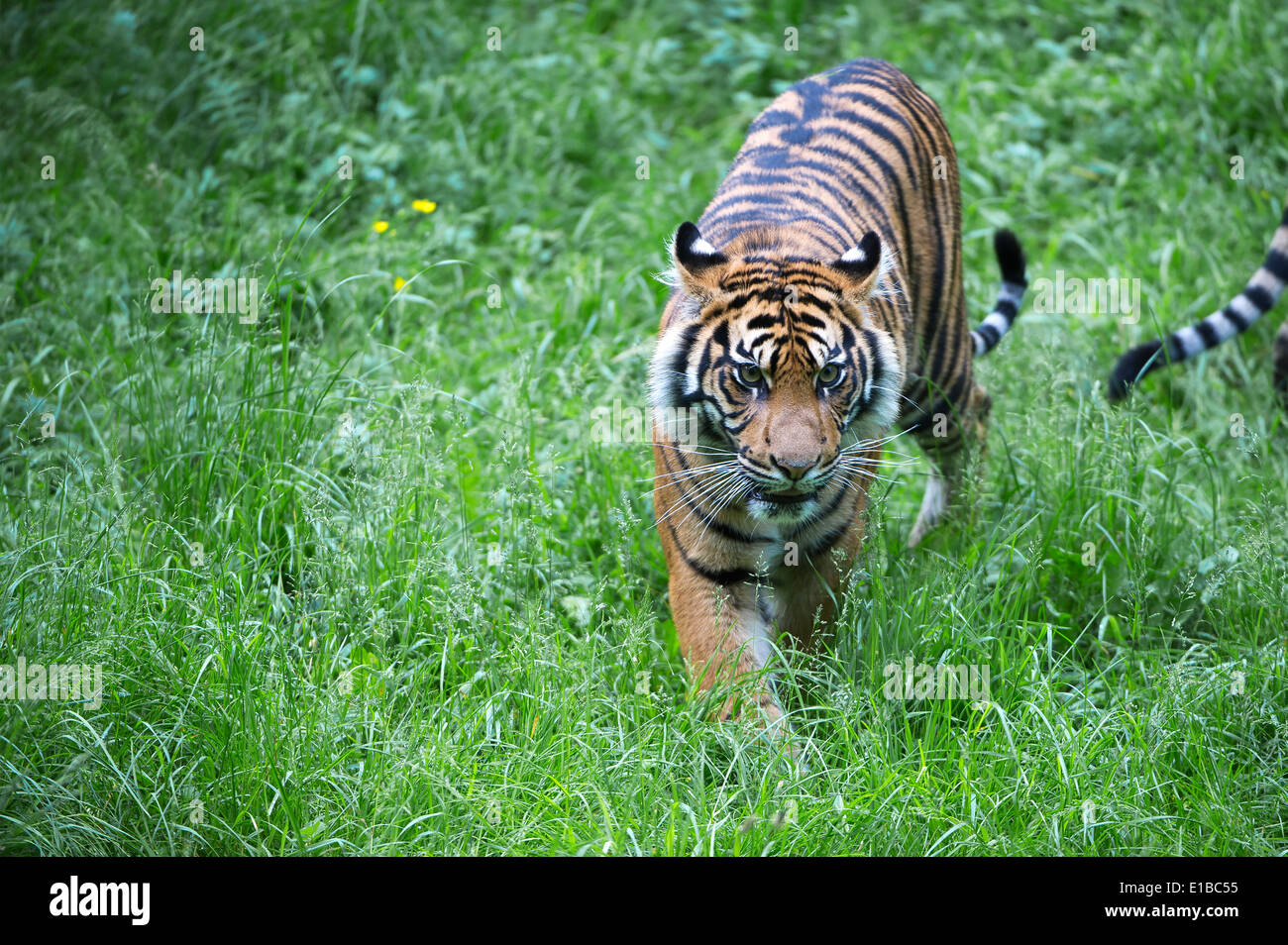 Sumatra-Tiger , Panthera tigris sumatrae, Sumatran tiger,predator,raubkatze, katze,cat, Stock Photo