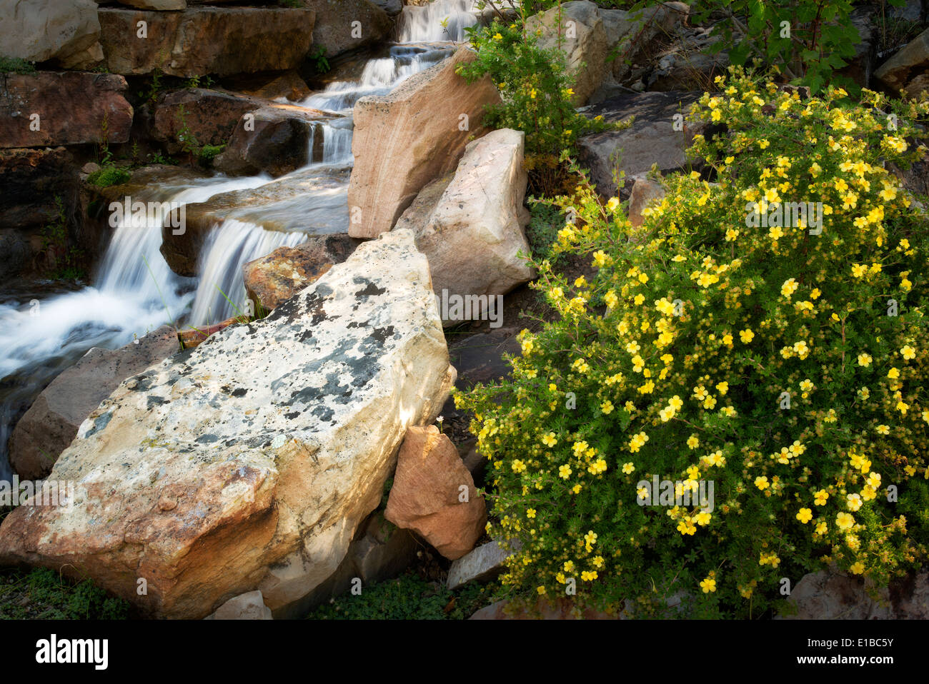 Potentila flowers along small stream. Betty Ford Alpine Gardens. Vail, Colorado Stock Photo