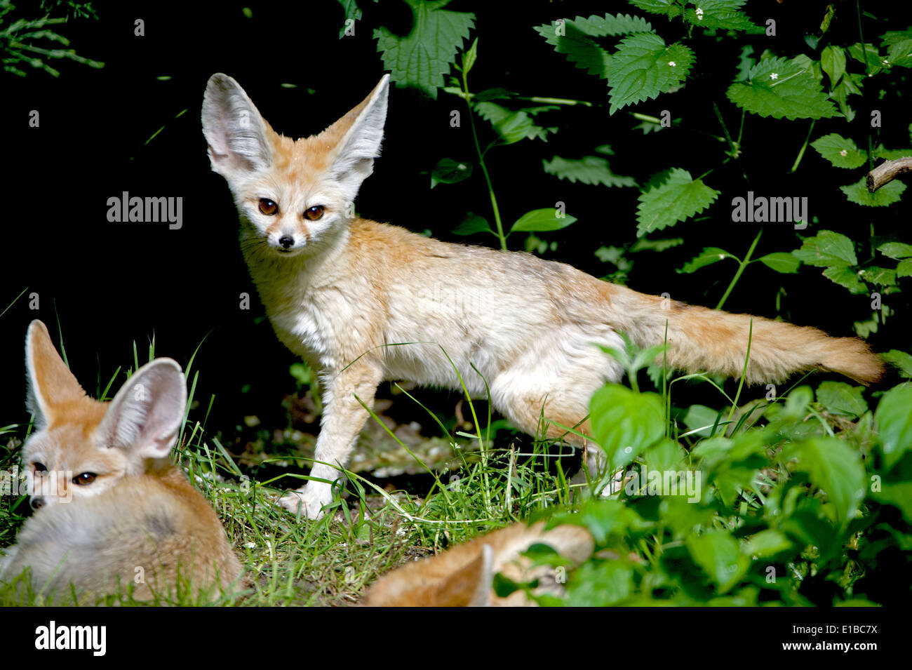 Fennek, Wüstenfuchs , Vulpes zerda, Windhund, fennec fox ,fennec , animal, Stock Photo