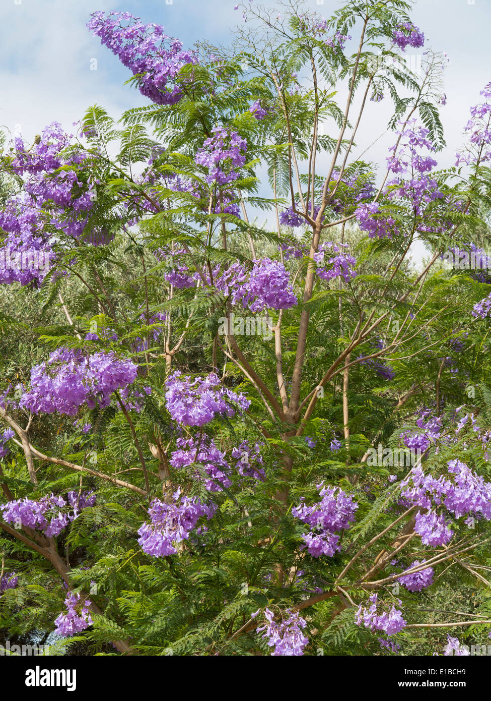 Jacaranda tree hires stock photography and images Alamy