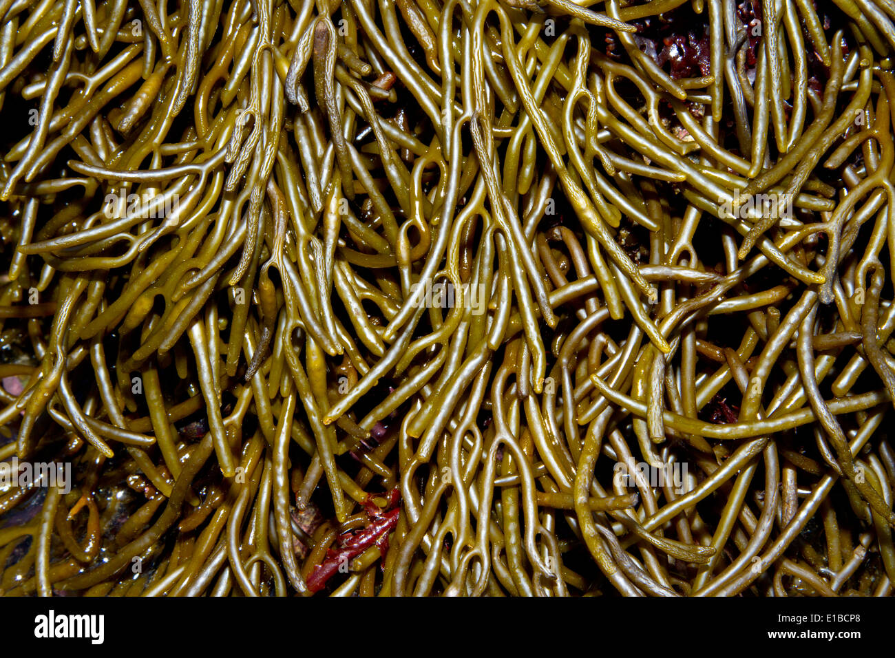 seaweed (Bifurcaria bifurcata) in a tidal pool. Laredo, Cantabria, Spain, Europe. Stock Photo