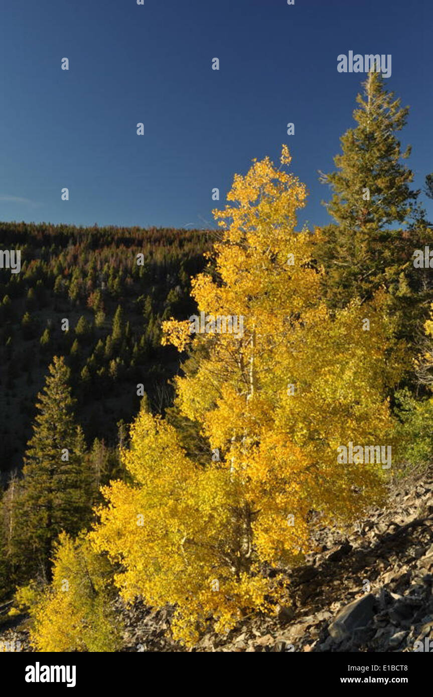 Beaverhead Deerlodge National Forest