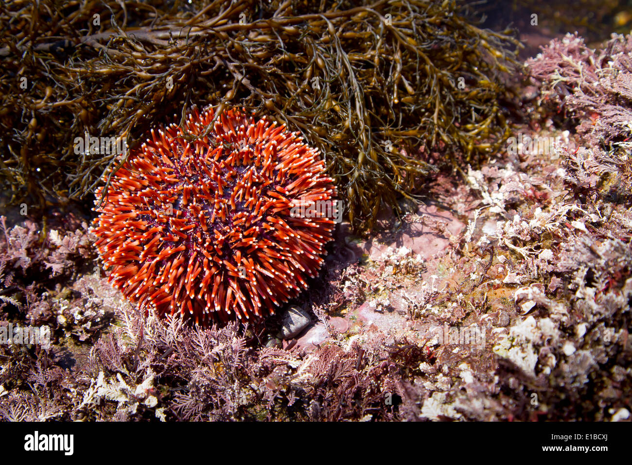 European edible sea urchin or common sea urchin (Echinus esculentus) in a tidal pool Stock Photo
