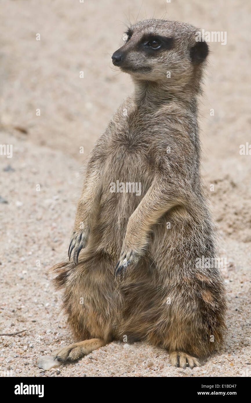 close view of suricate watching around Stock Photo
