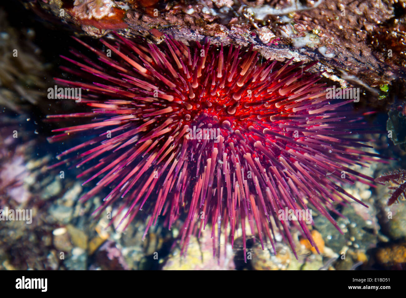 Purple sea urchin (Paracentrotus lividus) in a tidal pool. Stock Photo