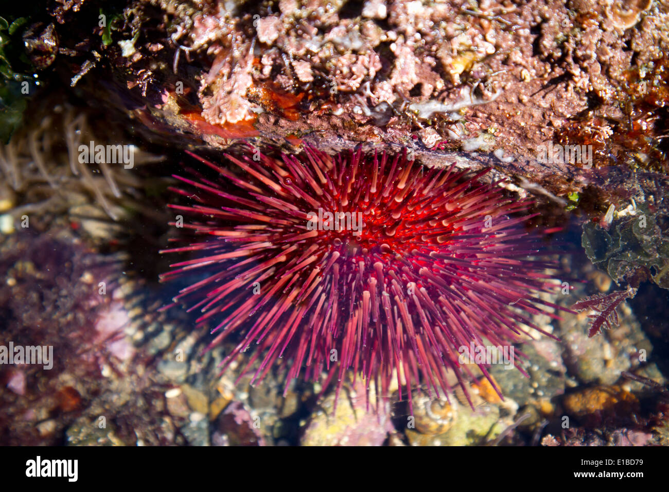 Purple sea urchin (Paracentrotus lividus) in a tidal pool. Stock Photo