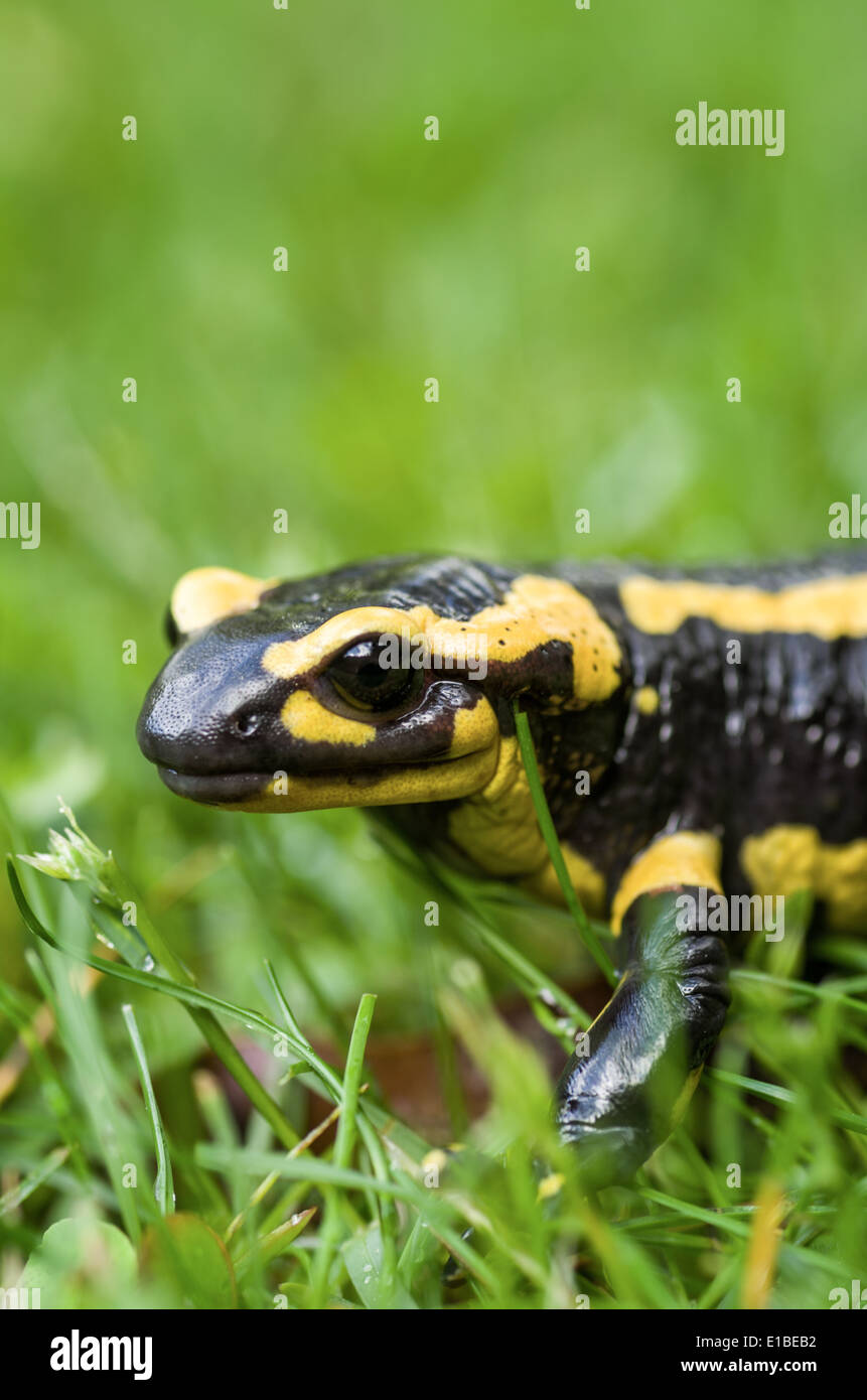 Fire salamander (Salamandra salamandra Stock Photo Alamy