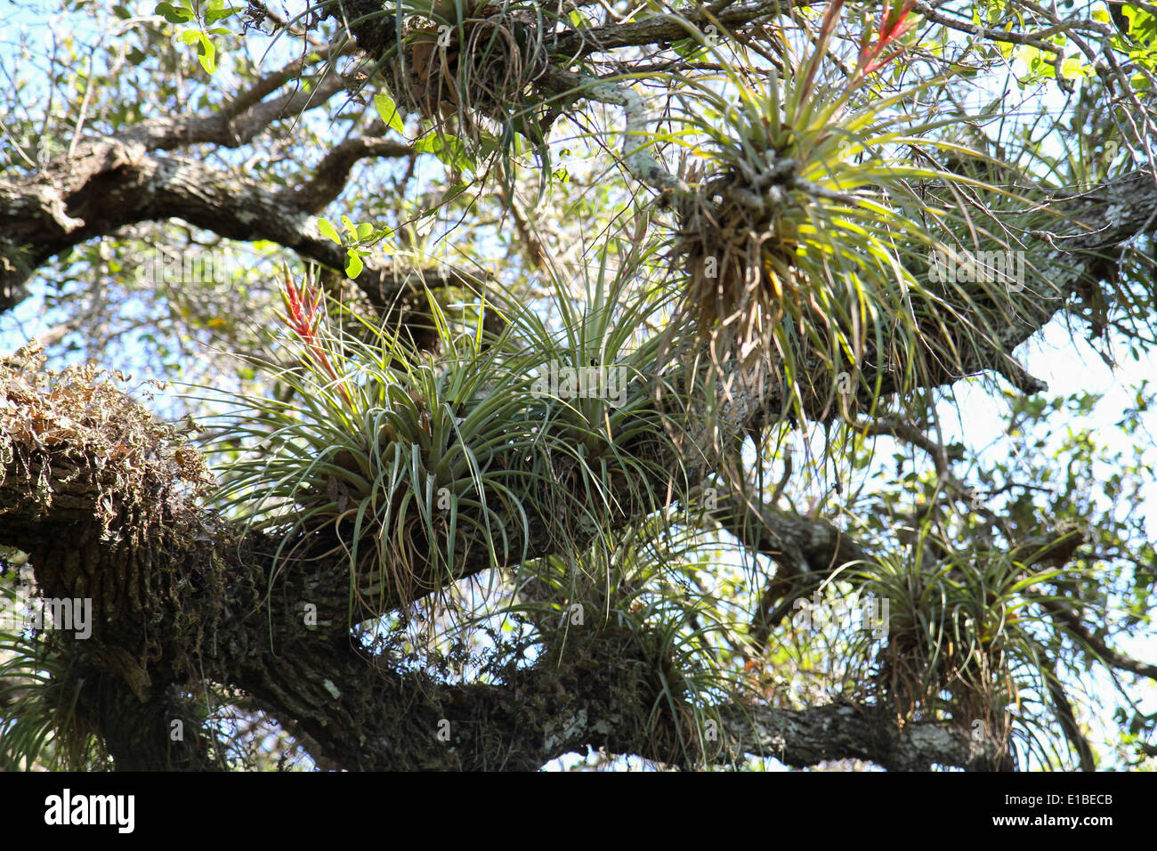 Tree Limb High Resolution Stock Photography and Images Alamy