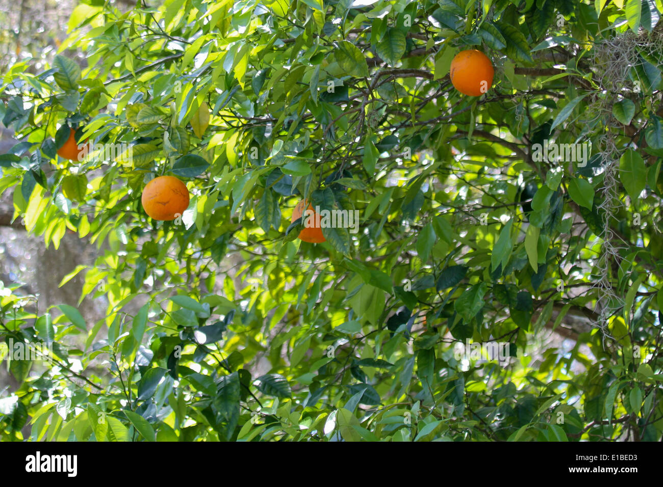Orange Tree Stock Photo