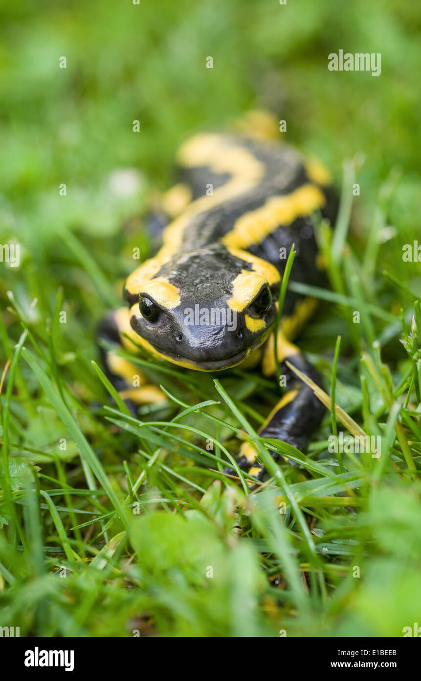 Fire salamander (Salamandra salamandra Stock Photo Alamy