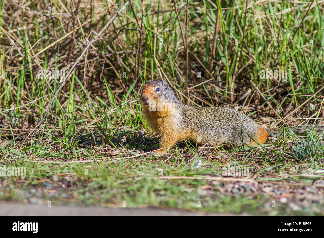 Richardson's ground squirrel (Urocitellus richardsonii) Gopher looking ...