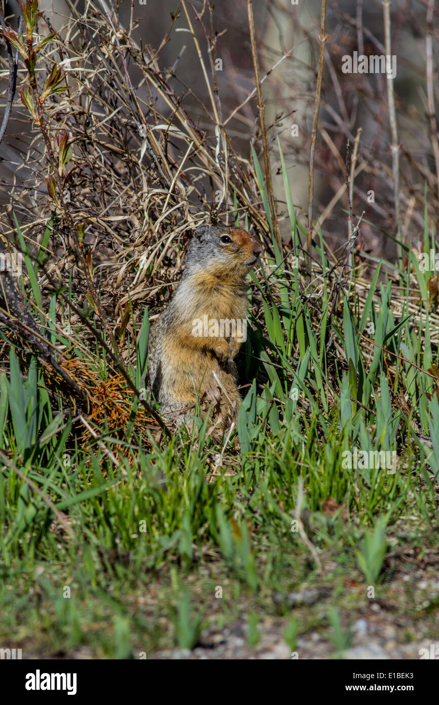 Richardson ground squirrel hi-res stock photography and images - Alamy