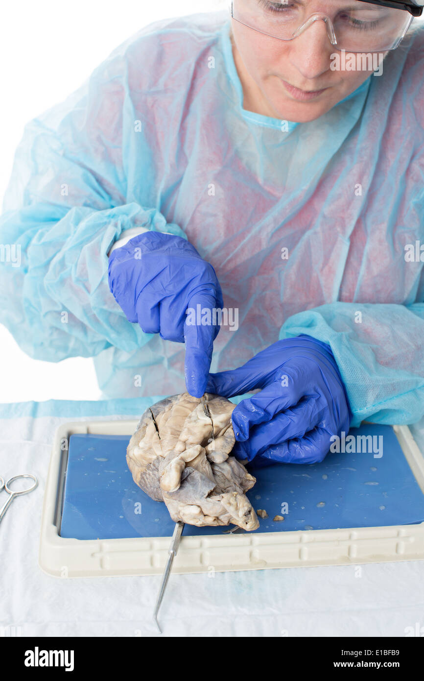 Anatomy class dissection hires stock photography and images Alamy