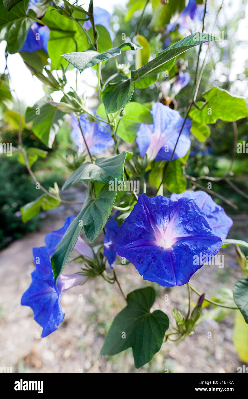 Close up of Ivy Morning Glory with blue flowers Stock Photo