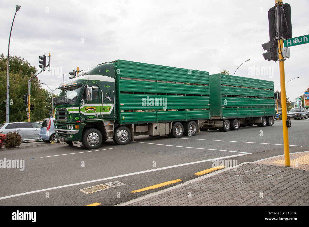 Truck and trailer transporting livestock North Island New Zealand Stock