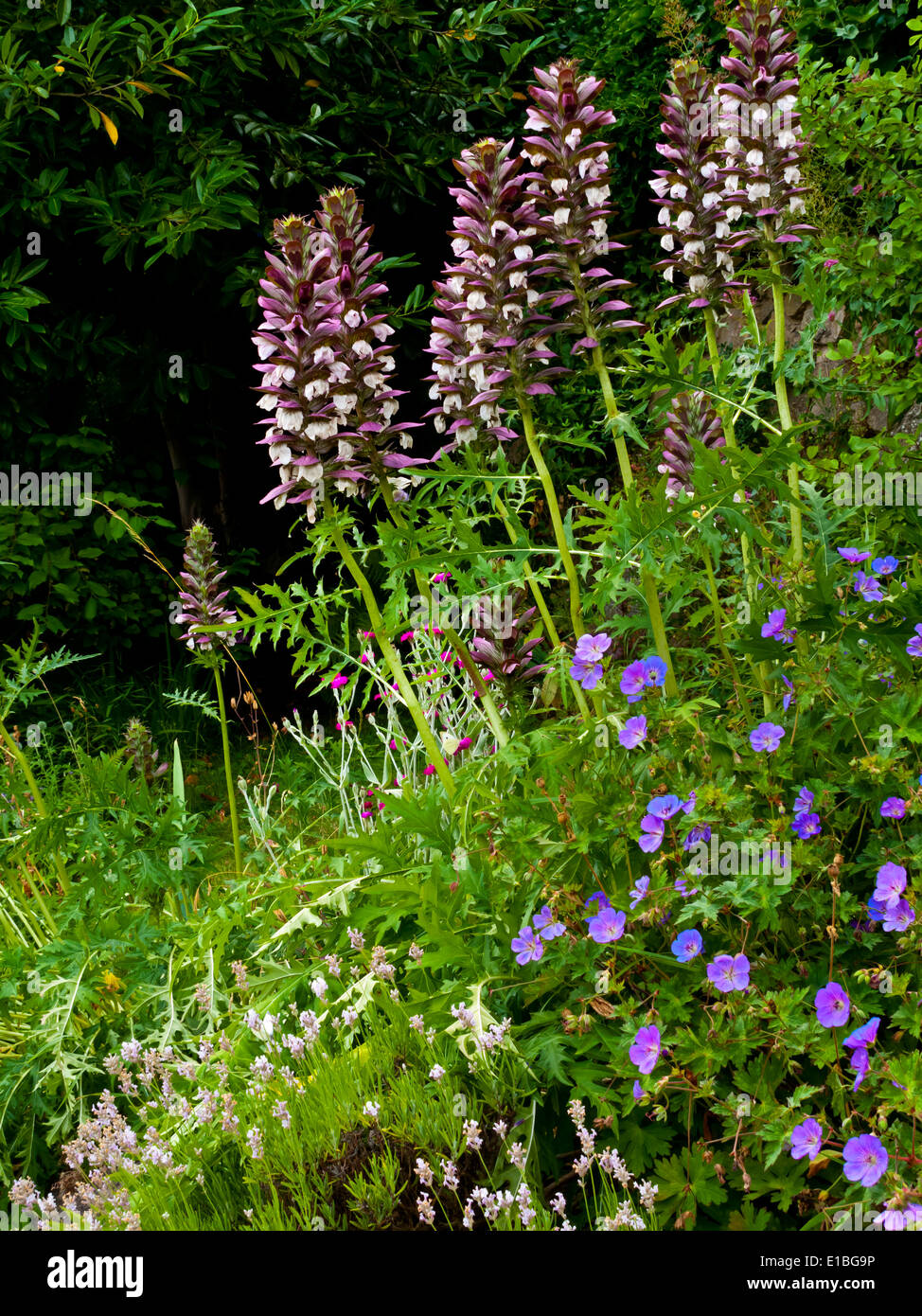 Summer hedgerow flowers hires stock photography and images Alamy