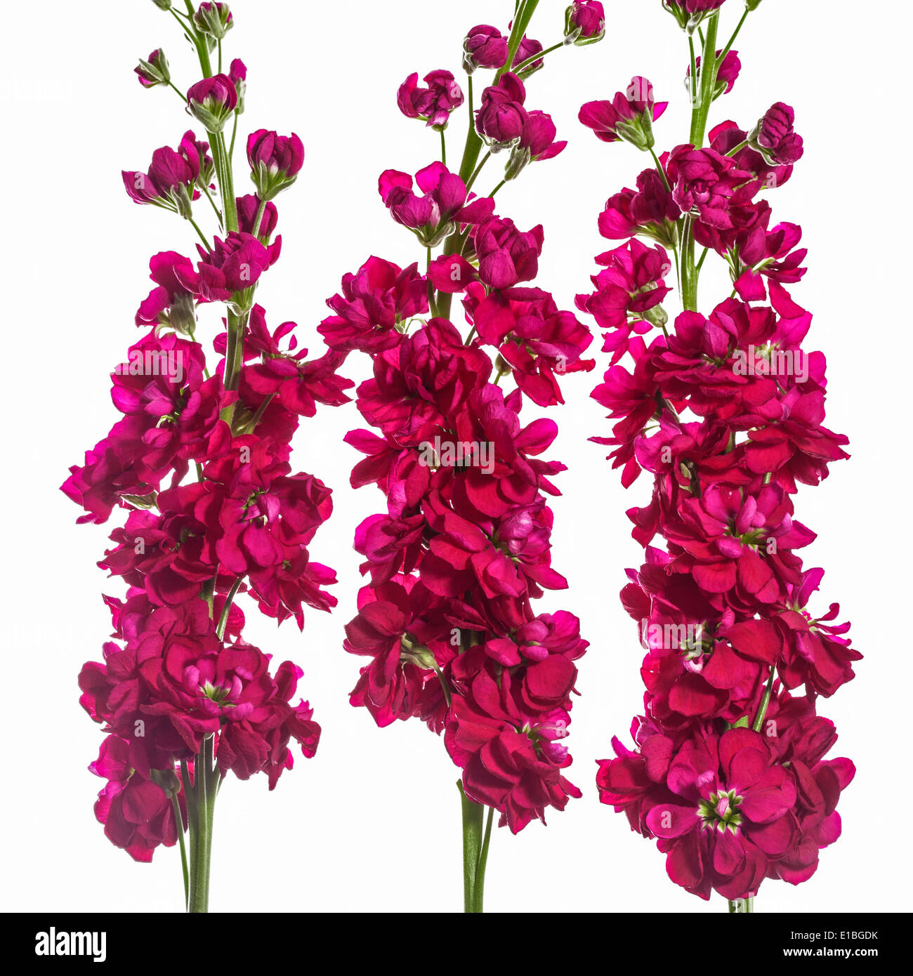 Matthiola night-scented stock on a white background Stock Photo - Alamy