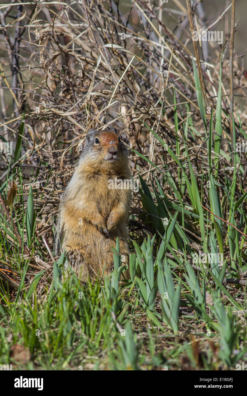 Richardson ground squirrel hi-res stock photography and images - Alamy