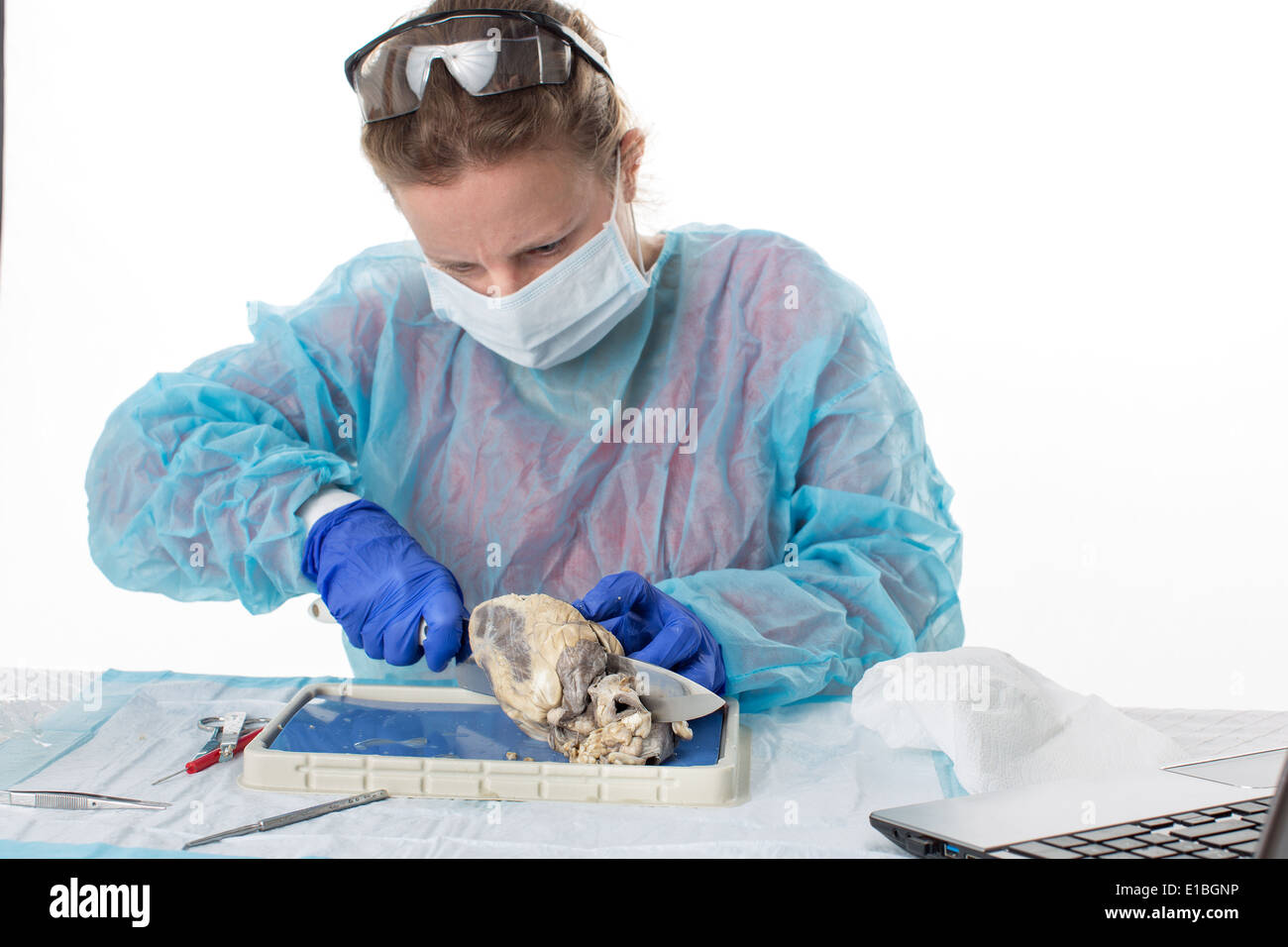 Anatomy class dissection hires stock photography and images Alamy