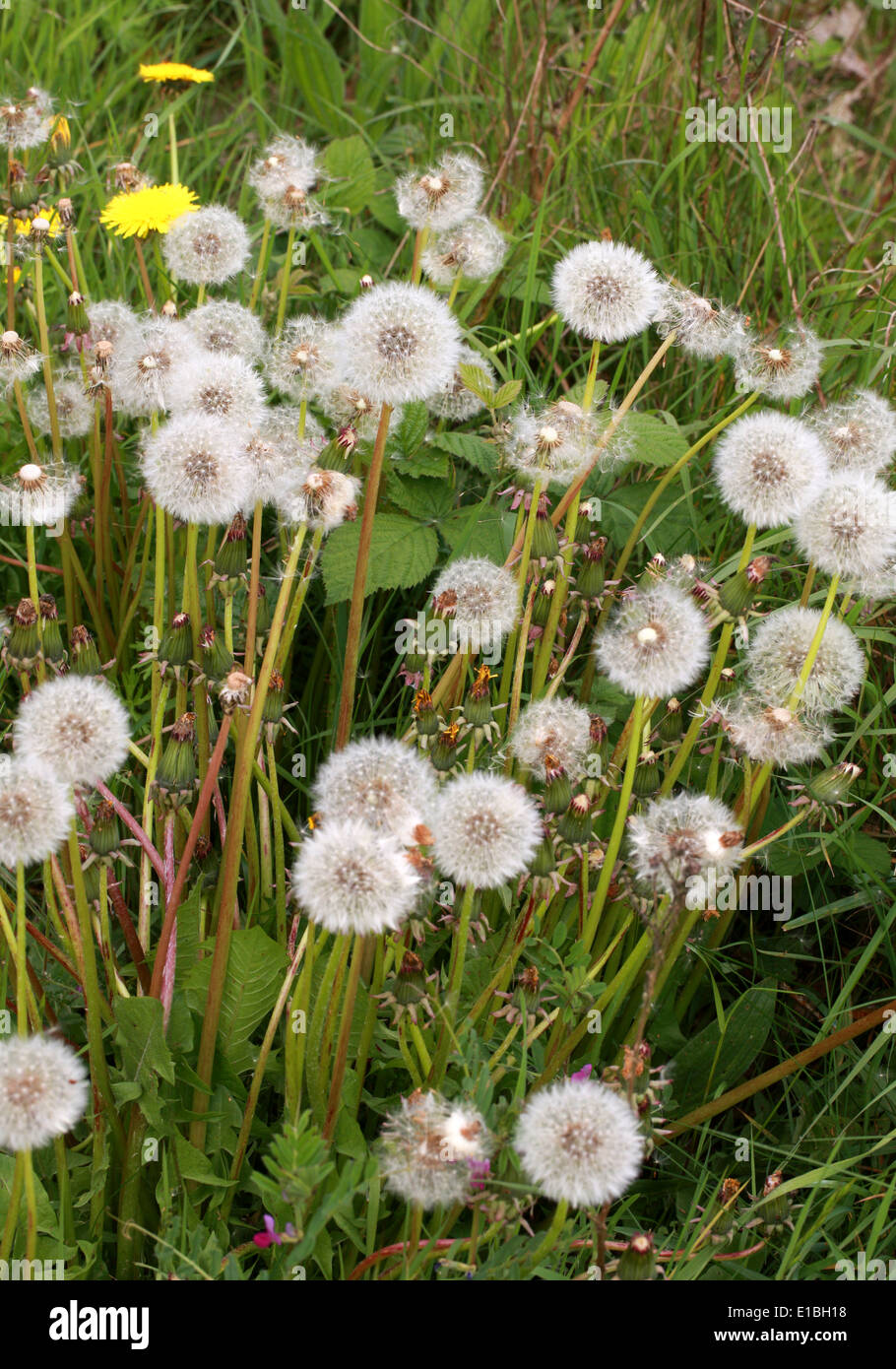 Dandelion Seed Heads, Taraxacum officinale Sect Vulgaria, Asteraceae. Stock Photo