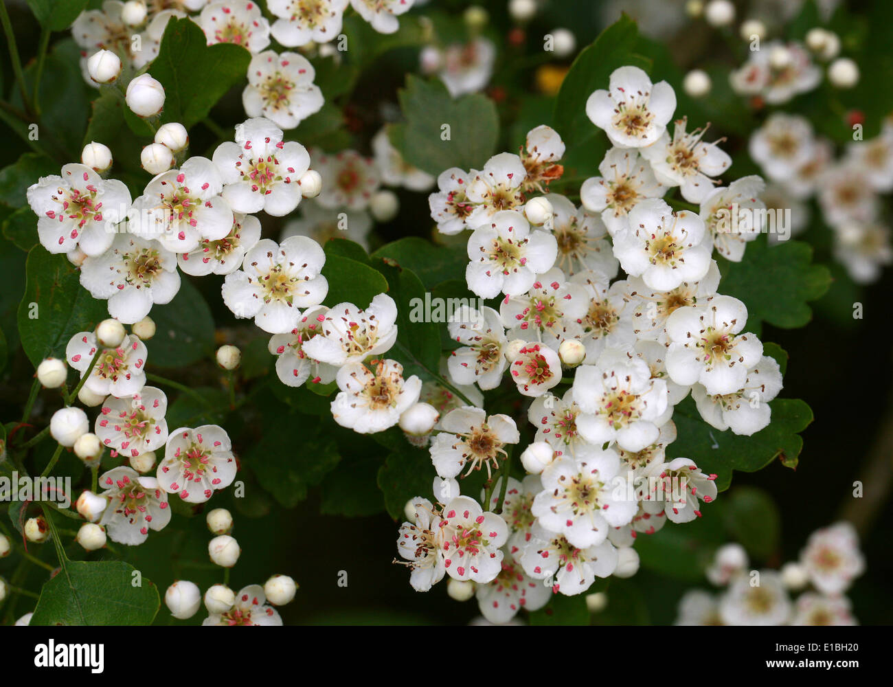 Common Hawthorn Tree in Flower, Crataegus monogyna, Rosaceae Stock Photo