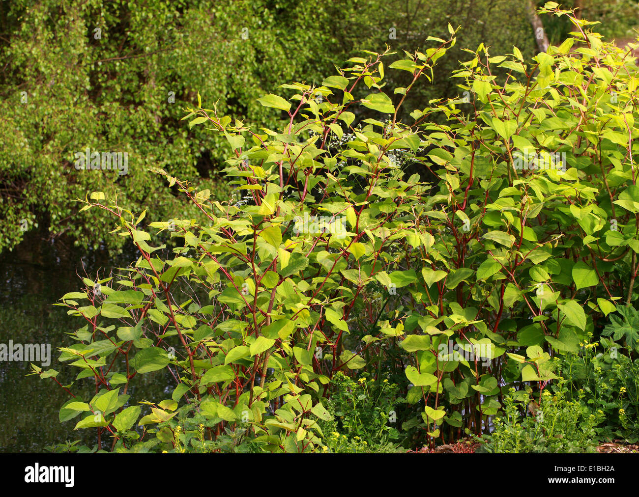 Japanese Knotweed, Fallopia japonica, Polygonaceae. Syn. Polygonum cuspidatum. Stock Photo