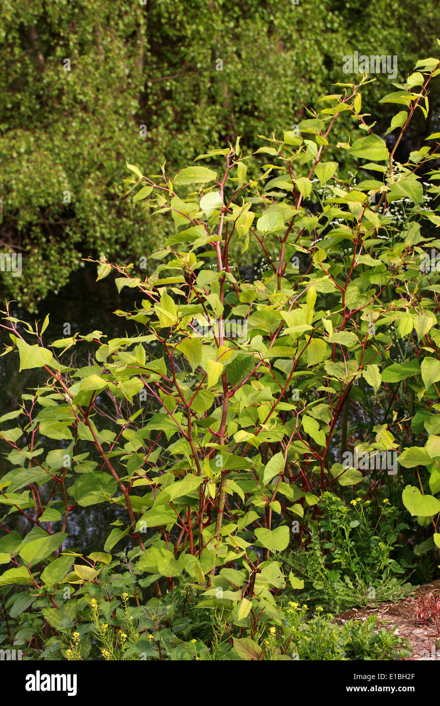 Japanese Knotweed, Fallopia japonica, Polygonaceae. Syn. Polygonum cuspidatum. Stock Photo