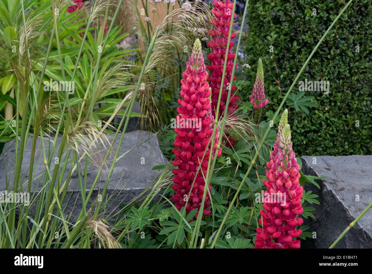 Pink lupin around granite blocks in the Hope on the Horizon Garden at the RHS Chelsea Flower Show 2014 Stock Photo