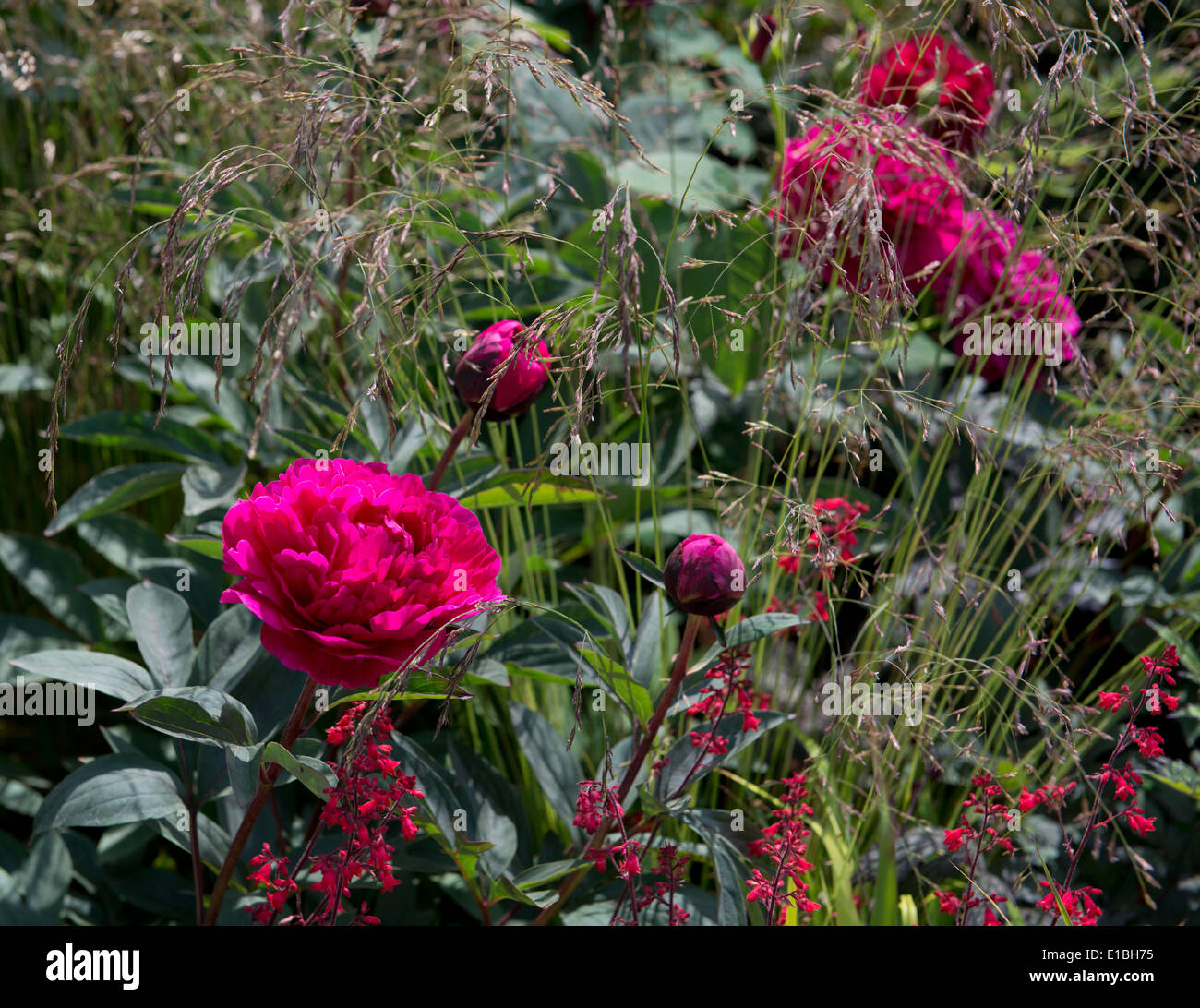 Paeonia 'Kansas' in the Positively Stoke-on-Trent Garden at the RHS Chelsea Flower Show 2014 Stock Photo