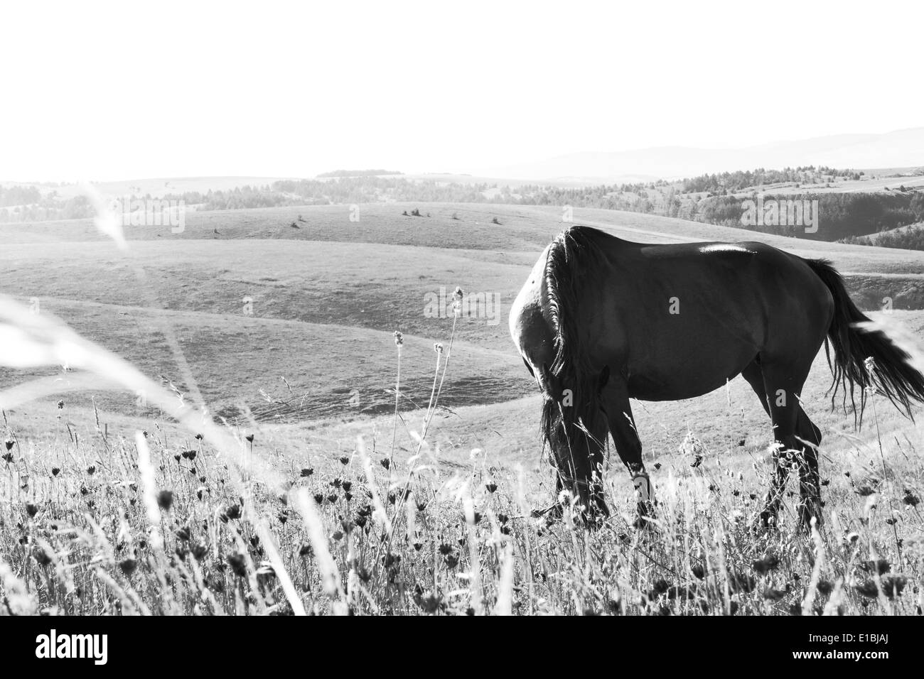 black horse grazing in a meadow, black and white style Stock Photo