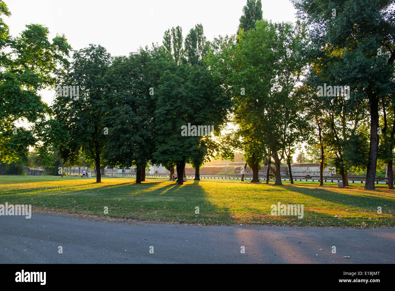 beautiful green trees with sunlight in the park Stock Photo - Alamy