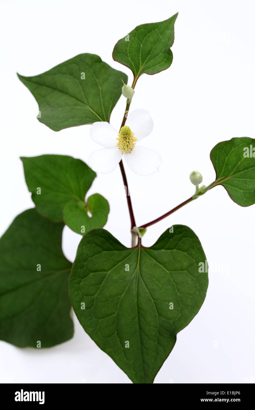 Houttuynia cordata hires stock photography and images Alamy