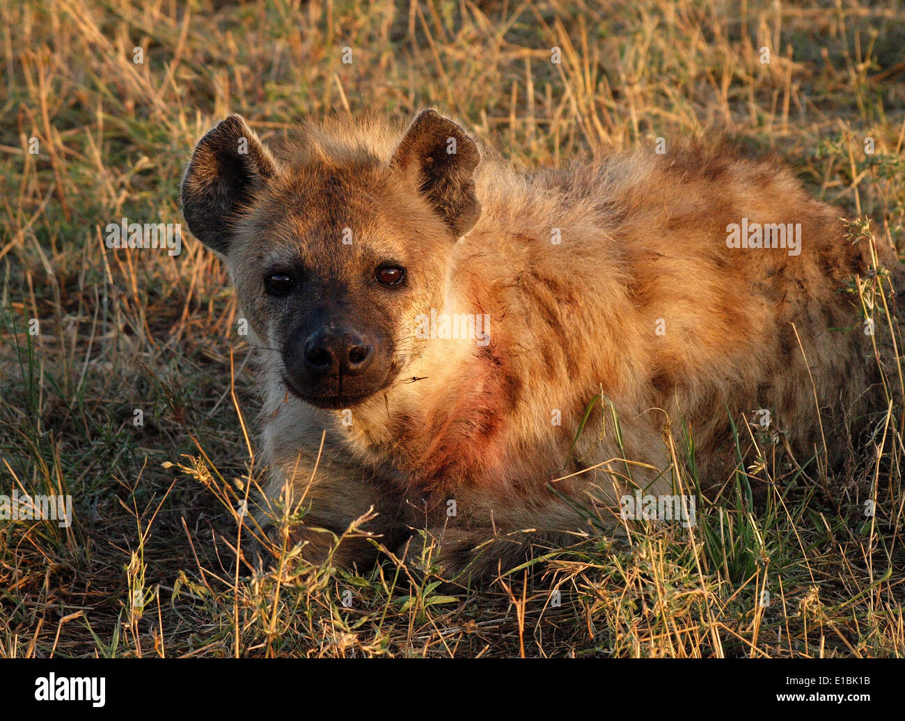 Spotted Hyena (Crocuta Crocuta) crouching in grass Masai Mara Kenya