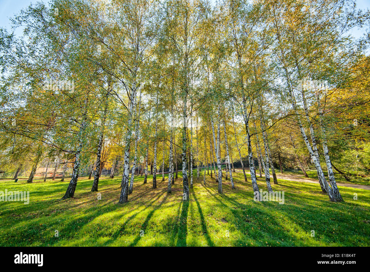park with silver birch trees Stock Photo Alamy
