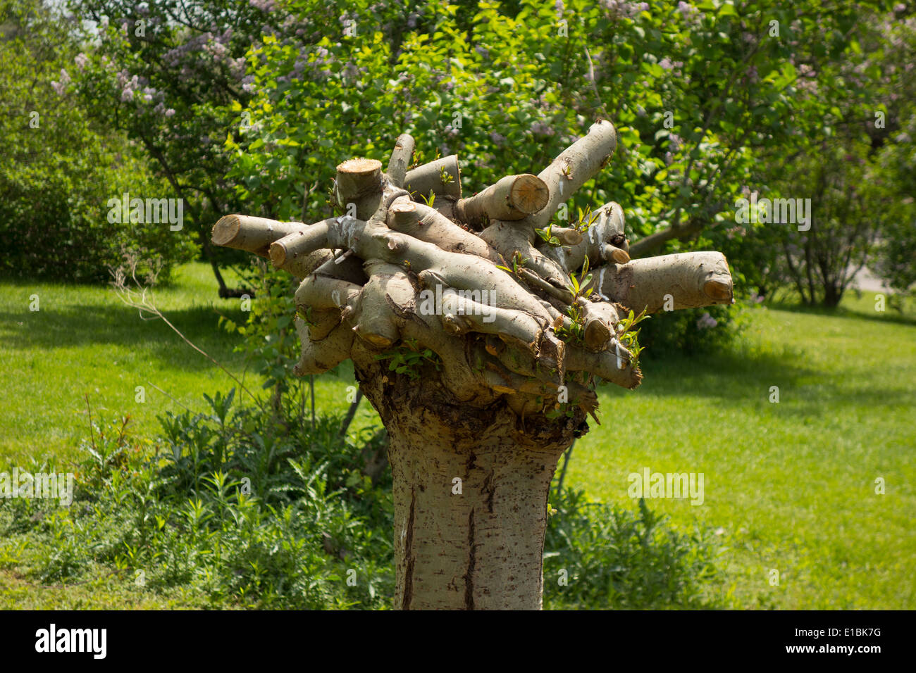 Highland park Rochester NY Stock Photo Alamy