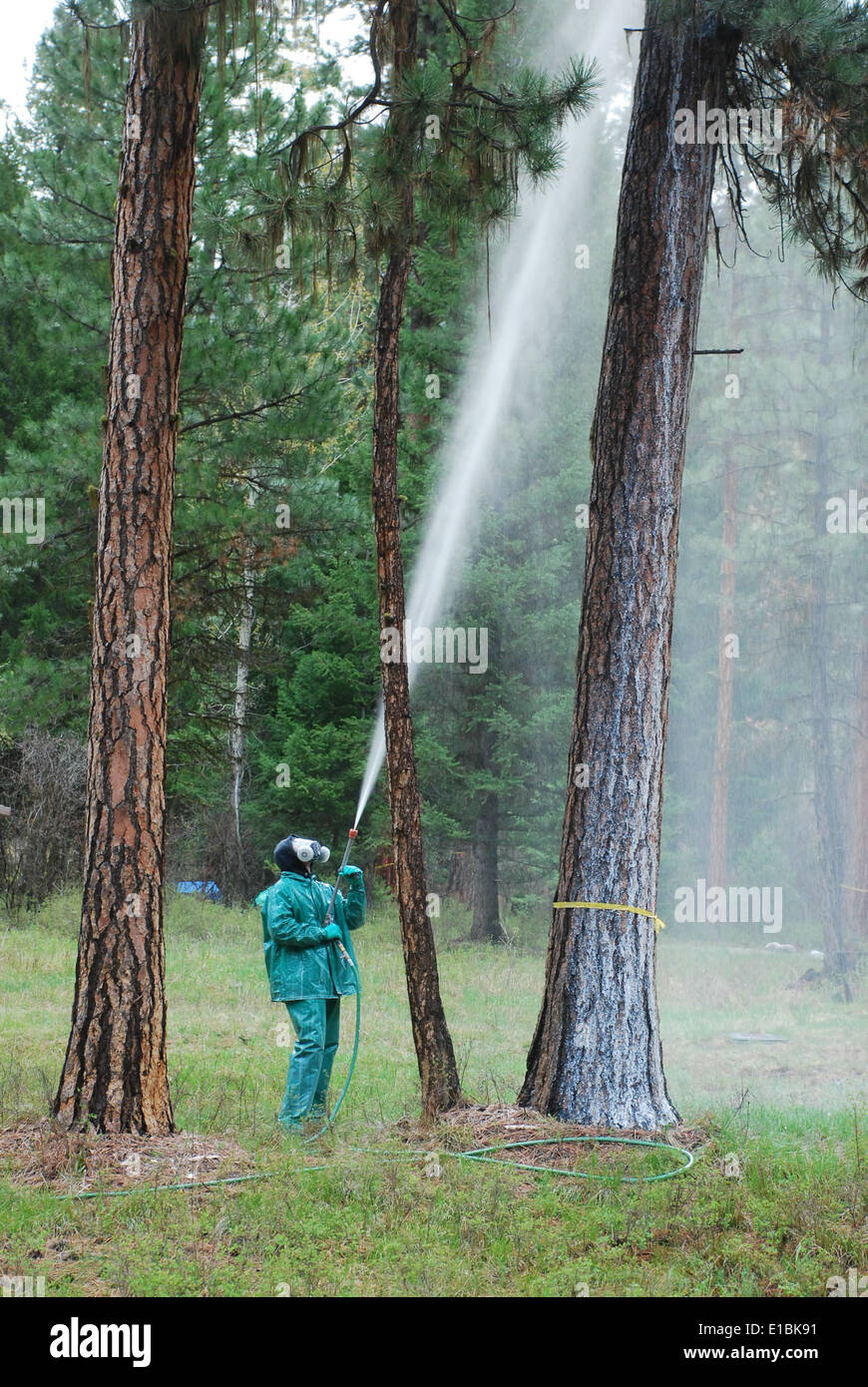 In 2011, mountain pine beetle treatments were applied to areas around