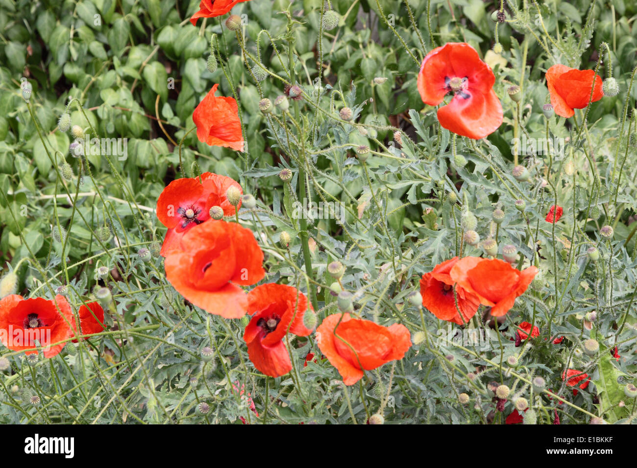 Red poppies. Stock Photo