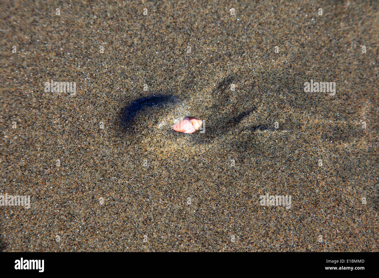 snail digging deeper into the sand at low tide Stock Photo