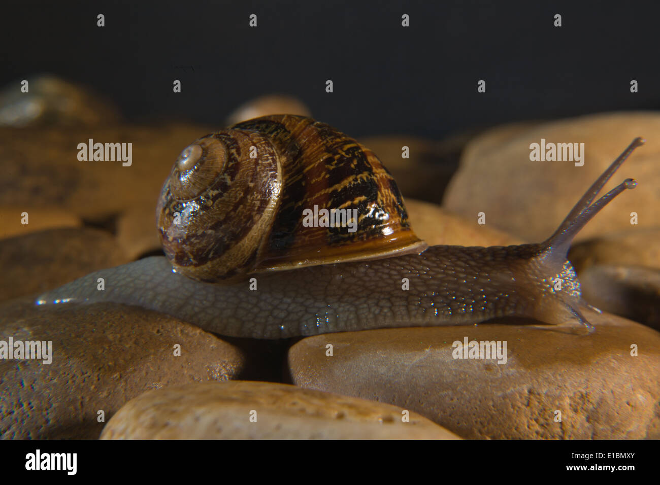 Garden snail crawling over a stony surface at night Stock Photo