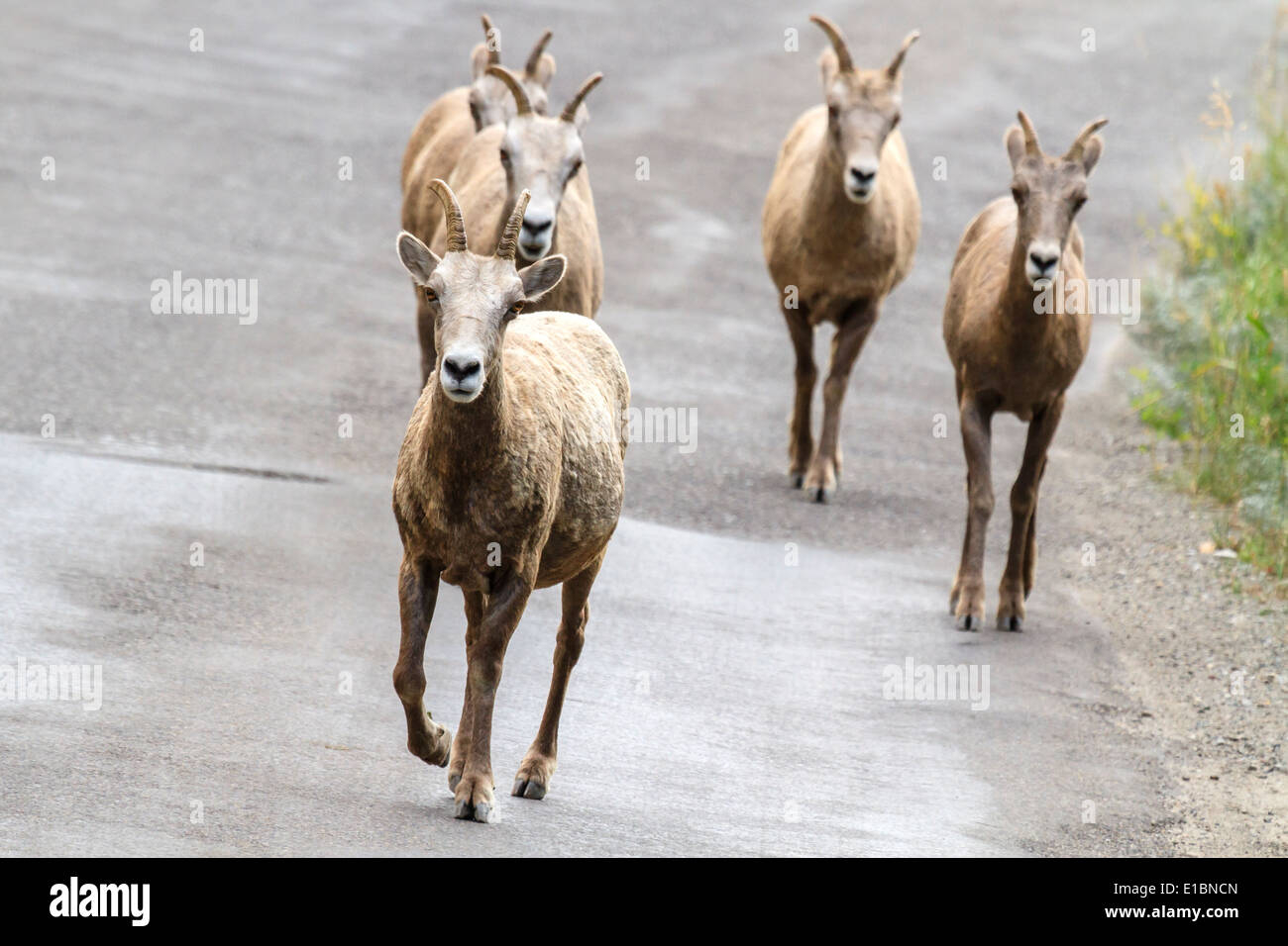 Bighorn Sheep, Waterton Lakes National Park, Alberta, Canada Stock Photo